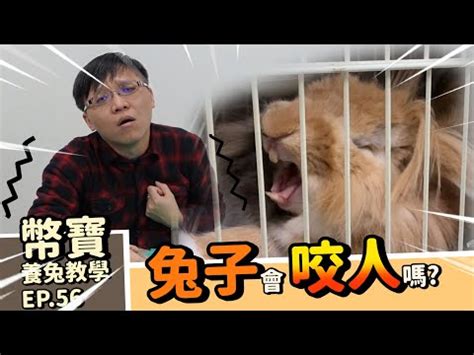 兔子生氣不理人